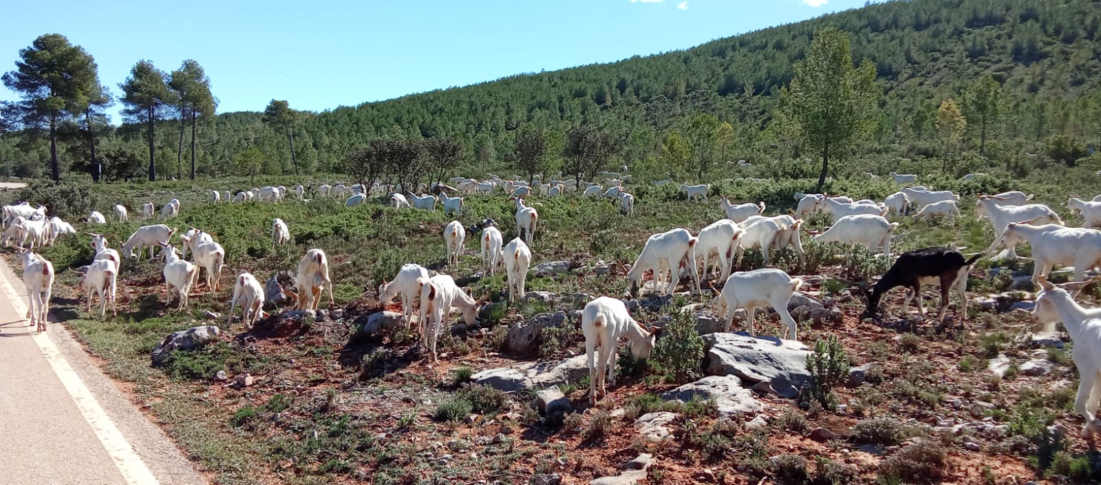Elogios para las cabras “anti incendios” de Vallada